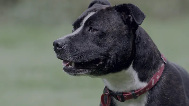 A dog wearing a red collar, photographed in profile on grass